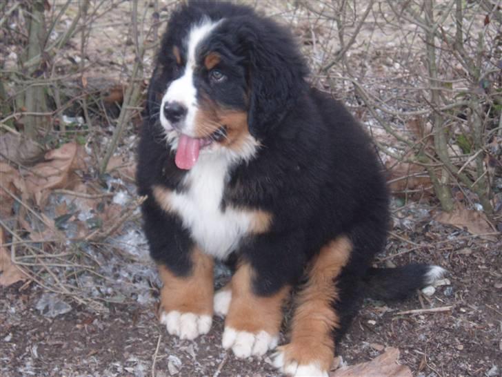 Berner sennenhund Lady Xieras Flanagan - 10½ uge og vejer 12,4 kg billede 12