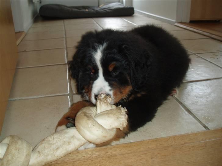 Berner sennenhund Lady Xieras Flanagan billede 13