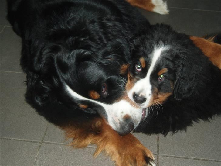 Berner sennenhund Lady Xieras Flanagan billede 14