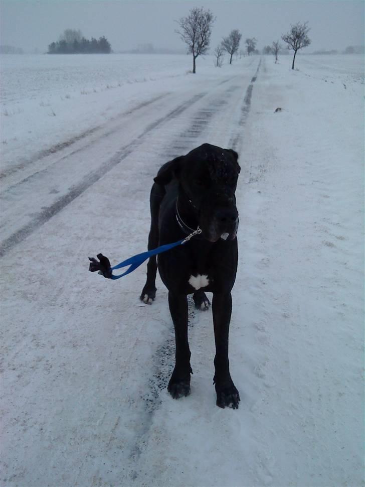Grand danois Ricco - I sne og slud, hunden VIL ud billede 16