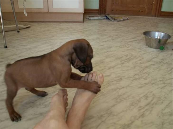 Rhodesian ridgeback Canelian (Carni)  - Selv da Carni var lille var han ikke kostforagter og er her allerede begyndt på tæer :D billede 15