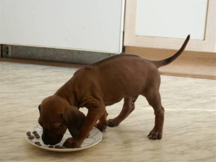 Rhodesian ridgeback Canelian (Carni)  - Måske er tæer gode, men lidt mad kan altid bruges (: billede 16