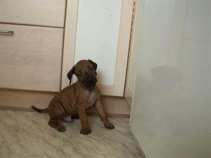 Rhodesian ridgeback Canelian (Carni)  - Så bliver man da bare ikke mere nuttet vel?  billede 17