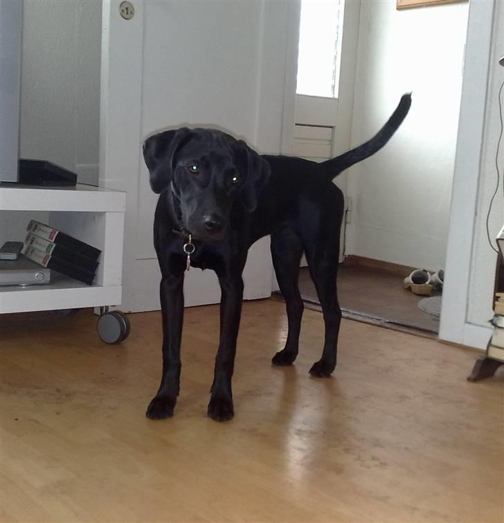 Blanding af racer Nellie RIP :'( billede 1