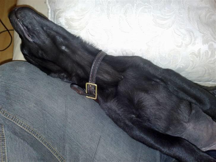 Blanding af racer Nellie RIP :'( billede 2