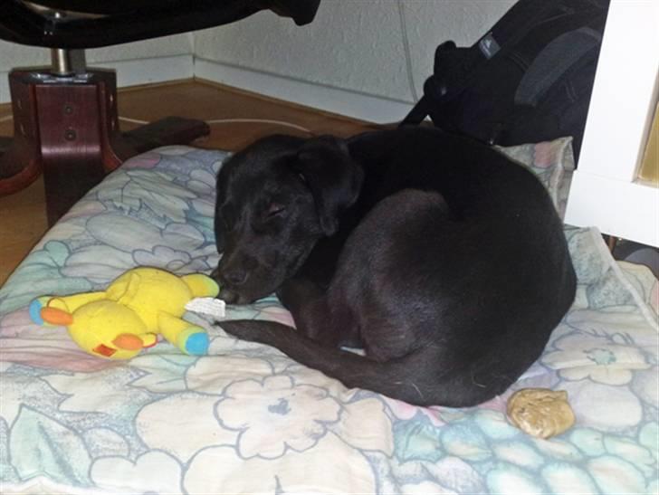 Blanding af racer Nellie RIP :'( billede 3