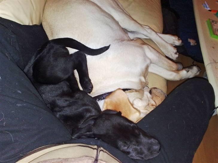 Blanding af racer Nellie RIP :'( billede 4