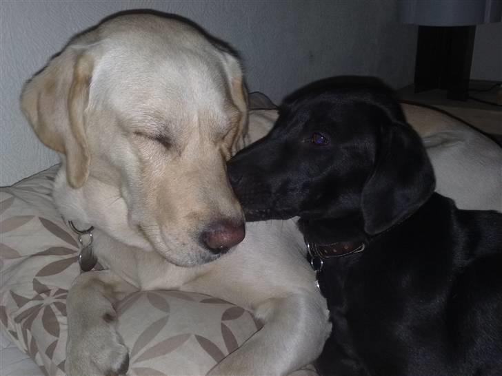 Blanding af racer Nellie RIP :'( billede 6