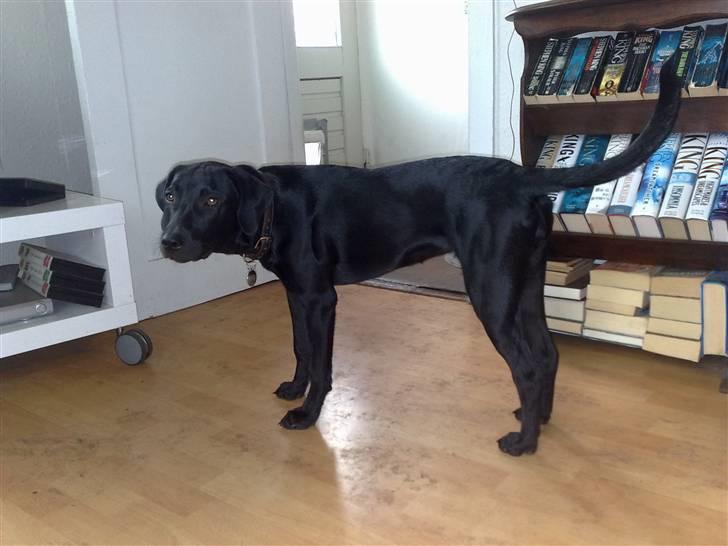 Blanding af racer Nellie RIP :'( billede 7