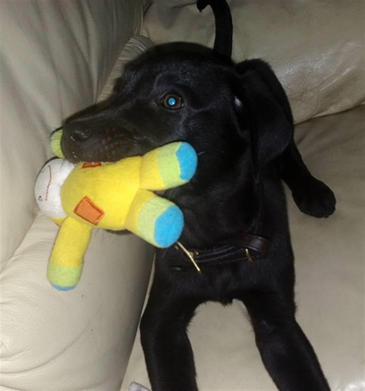 Blanding af racer Nellie RIP :'( billede 8