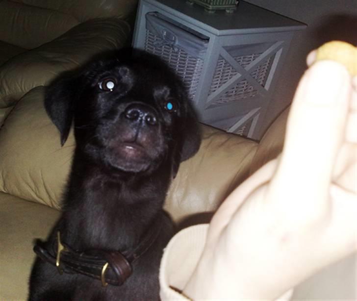 Blanding af racer Nellie RIP :'( billede 9