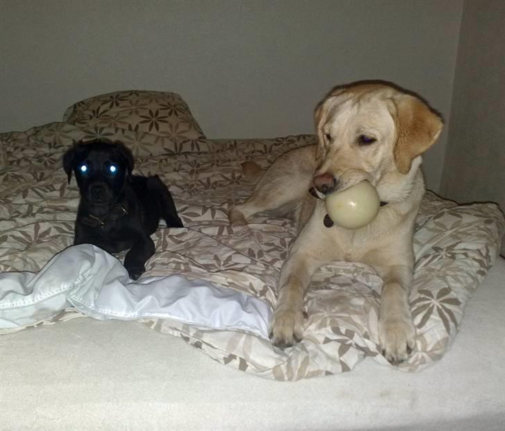 Blanding af racer Nellie RIP :'( billede 10