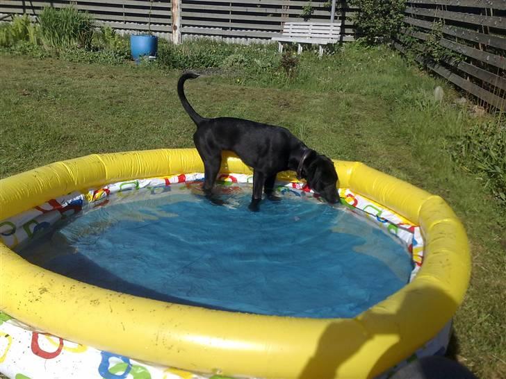 Blanding af racer Nellie RIP :'( billede 11