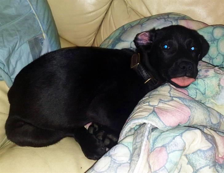 Blanding af racer Nellie RIP :'( billede 14