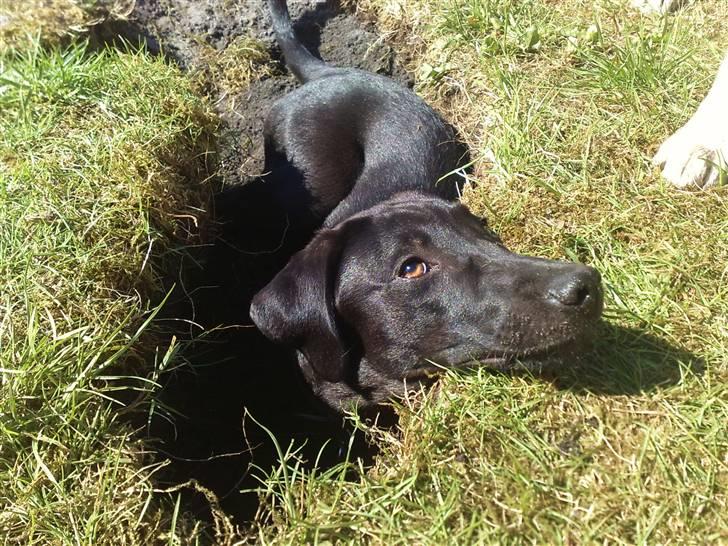 Blanding af racer Nellie RIP :'( billede 15