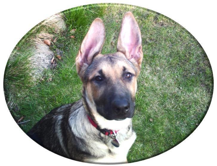 Schæferhund Zenta(himmelhund)  billede 6