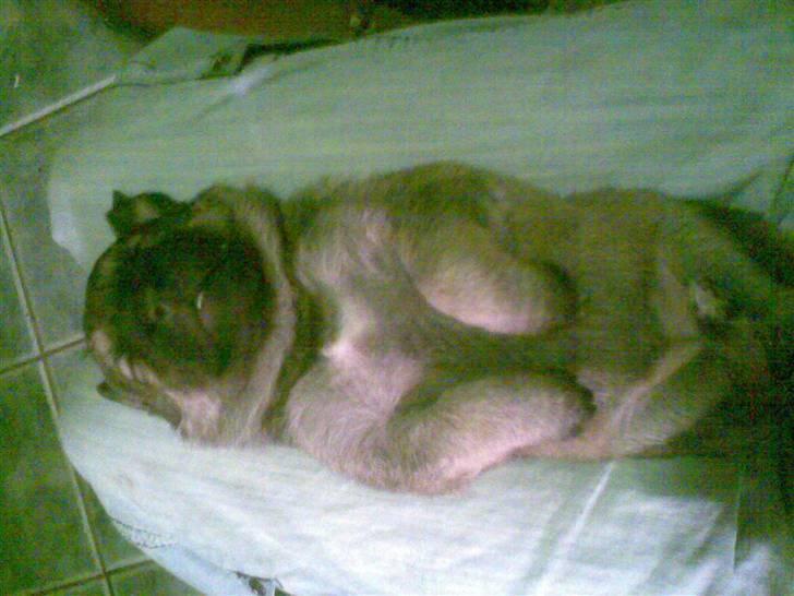 Schæferhund Zenta(himmelhund)  billede 2