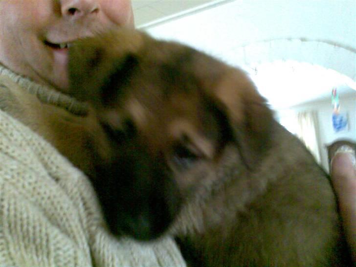 Schæferhund Zenta(himmelhund)  billede 3