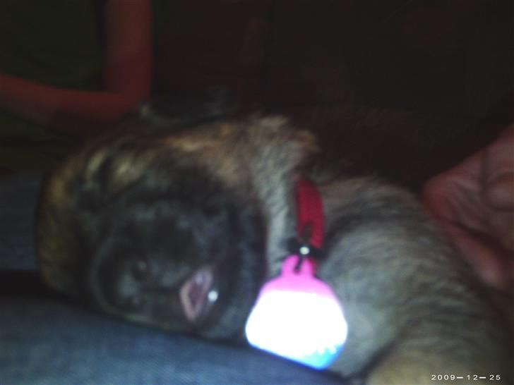 Schæferhund Zenta(himmelhund)  billede 4