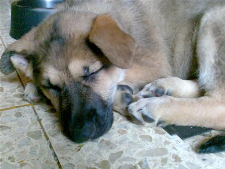 Schæferhund Zenta(himmelhund)  billede 5