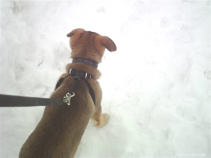 Schæferhund Zenta(himmelhund)  billede 7