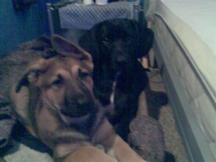 Schæferhund Zenta(himmelhund)  billede 8