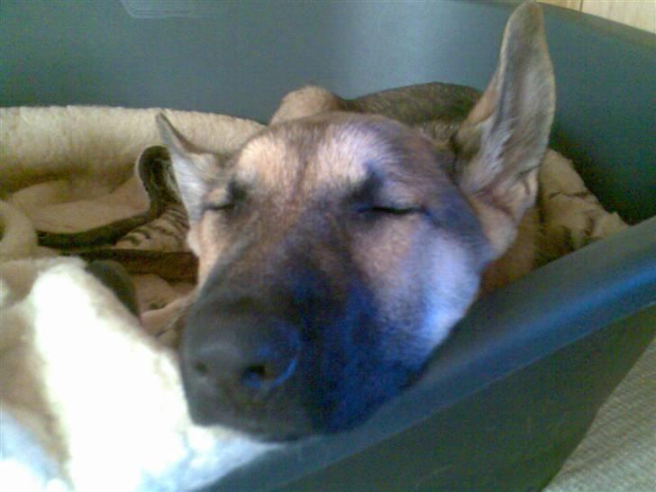 Schæferhund Zenta(himmelhund)  billede 9