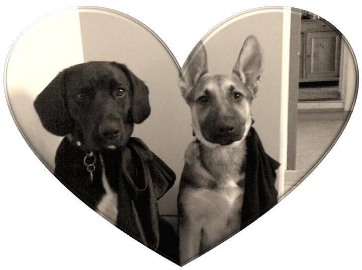 Schæferhund Zenta(himmelhund)  billede 10