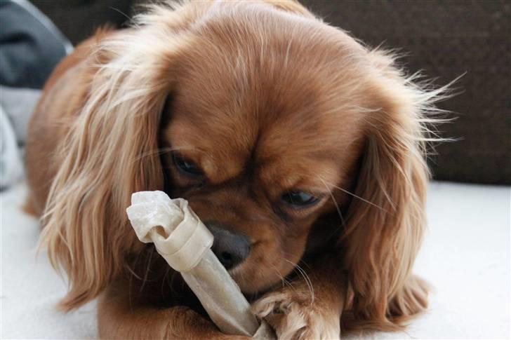 Cavalier king charles spaniel Baja billede 12