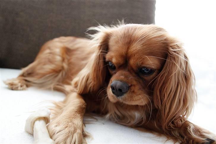 Cavalier king charles spaniel Baja billede 13