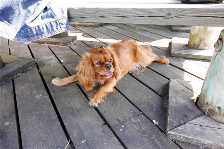 Cavalier king charles spaniel Baja billede 14