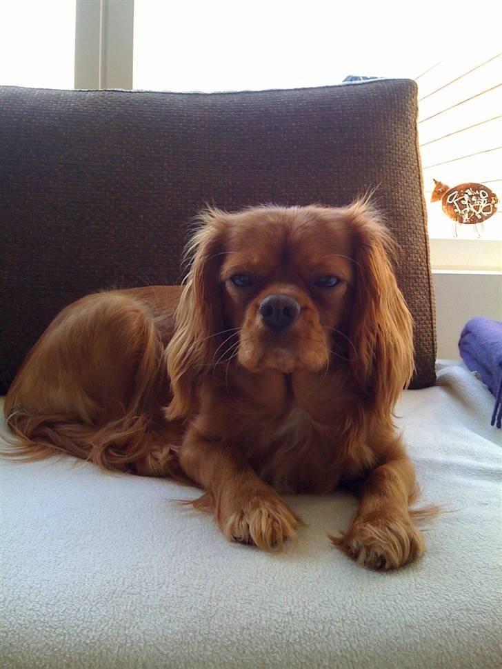 Cavalier king charles spaniel Baja billede 15
