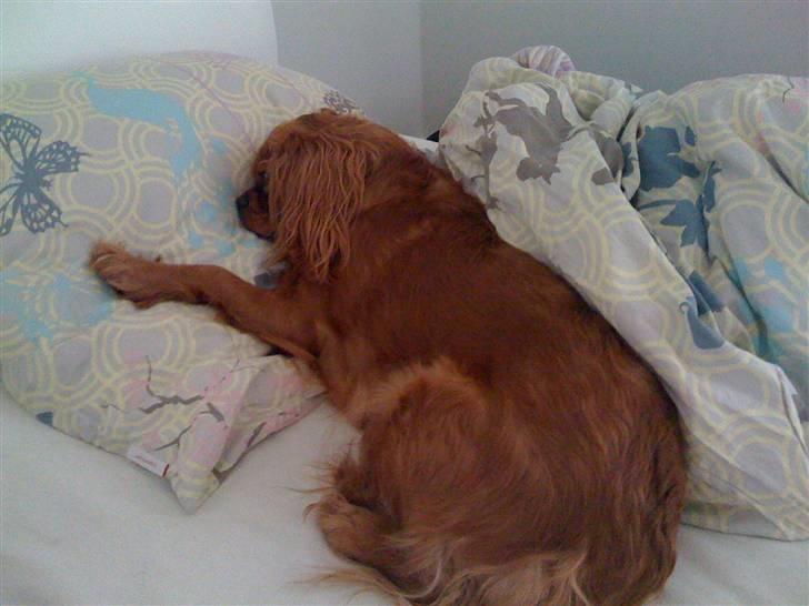 Cavalier king charles spaniel Baja billede 16