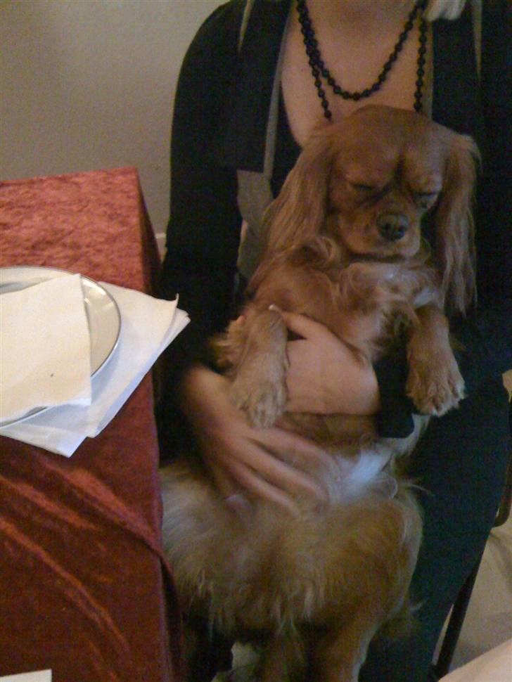 Cavalier king charles spaniel Baja billede 17