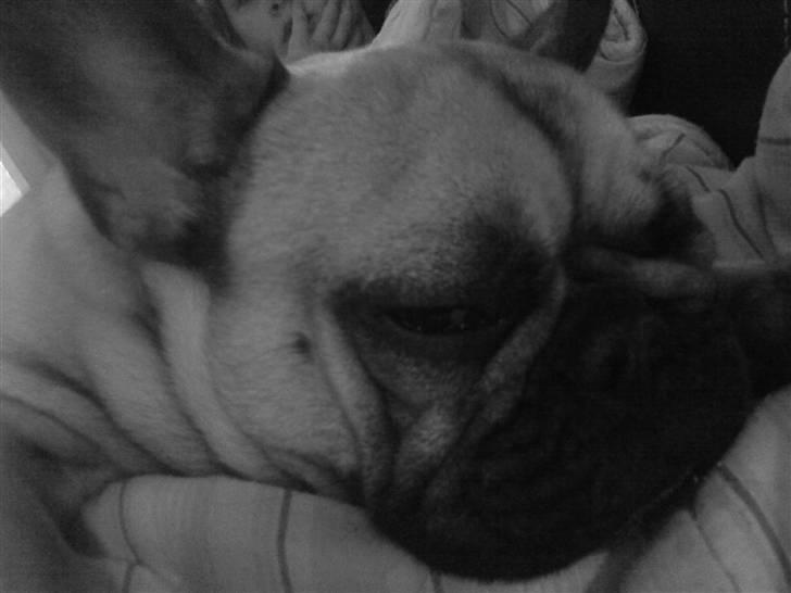 Fransk bulldog Nellie billede 9