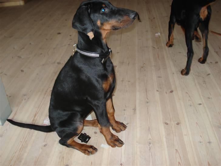 Dobermann GOF Excellent Estrella - 17 uger billede 11