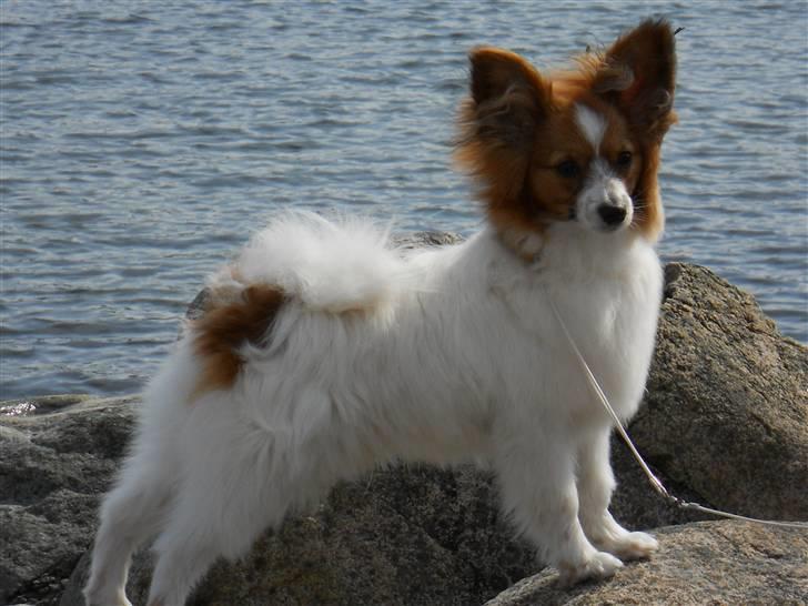 Papillon Dario billede 10