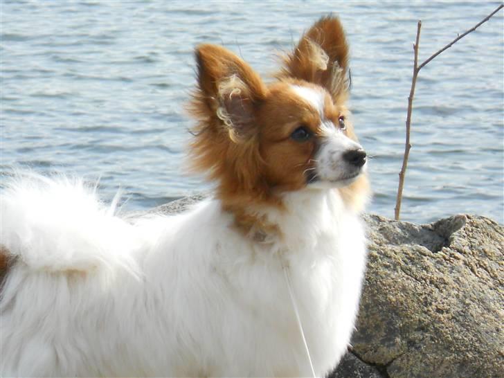 Papillon Dario billede 11