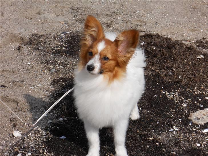 Papillon Dario billede 12