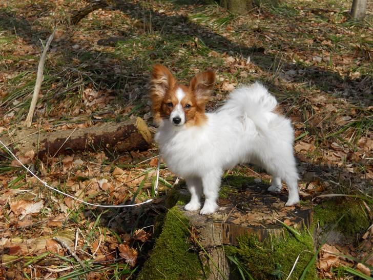 Papillon Dario billede 13