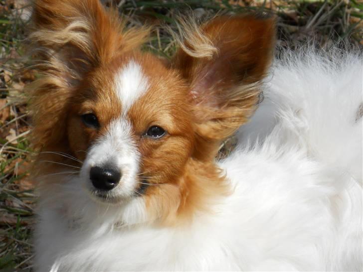 Papillon Dario billede 14