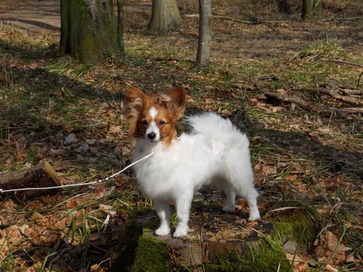 Papillon Dario billede 15