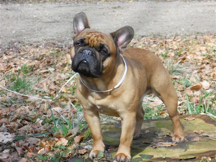 Fransk bulldog Lancome´s Viablo billede 19