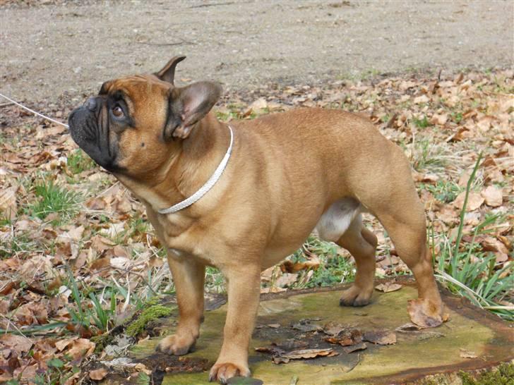 Fransk bulldog Lancome´s Viablo billede 20
