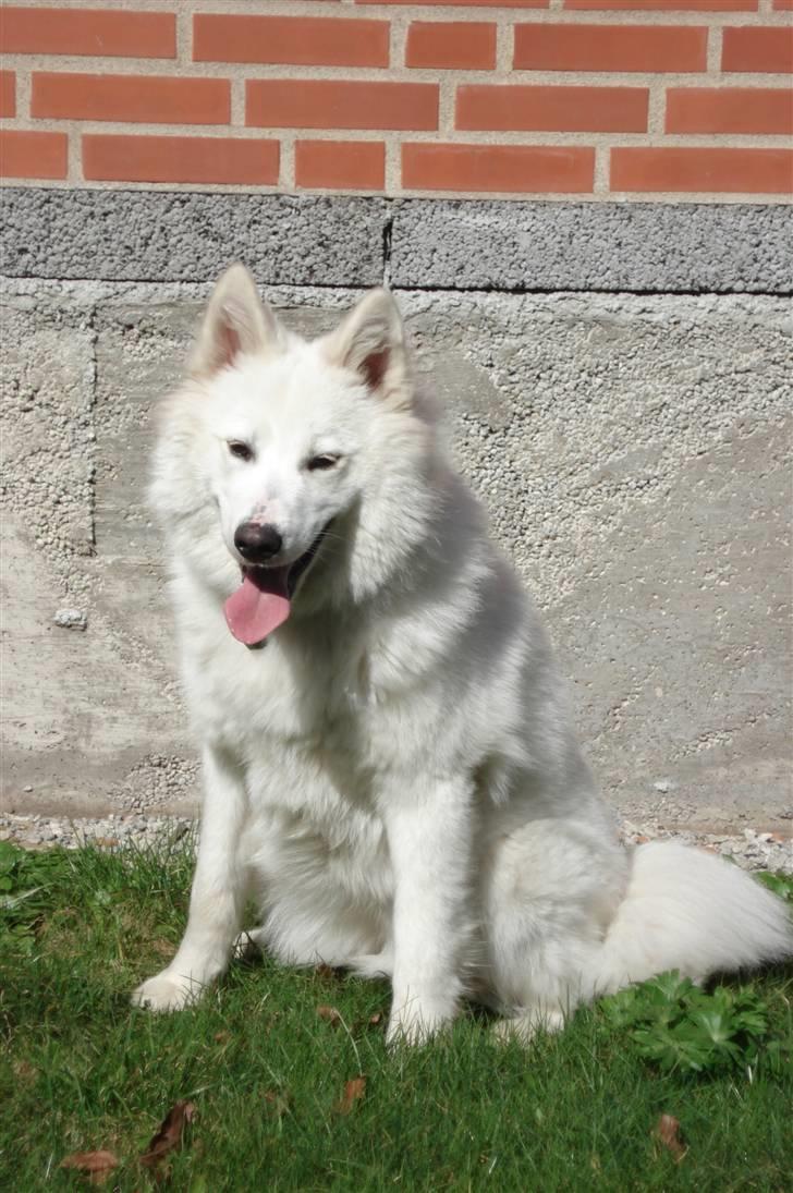 Samojedhund Tøzen - 2. April 2010 billede 1