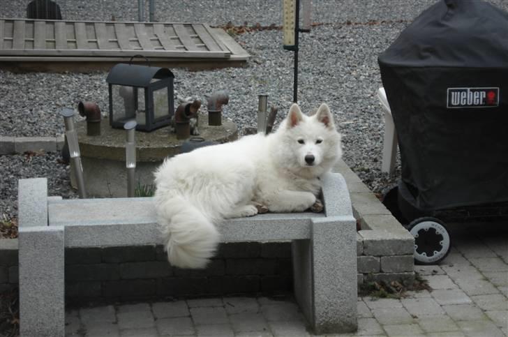 Samojedhund Tøzen billede 2