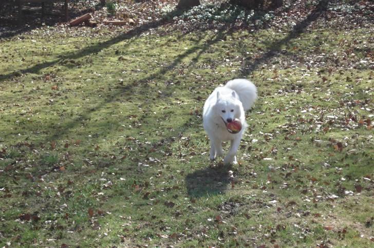 Samojedhund Tøzen - Ruun! Det er in bold. :D 2. April 2010 billede 3