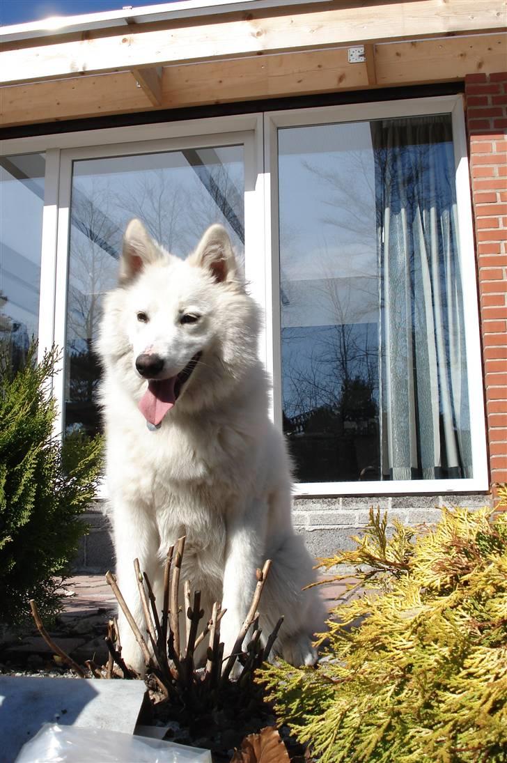 Samojedhund Tøzen - 2. April 2010 billede 4