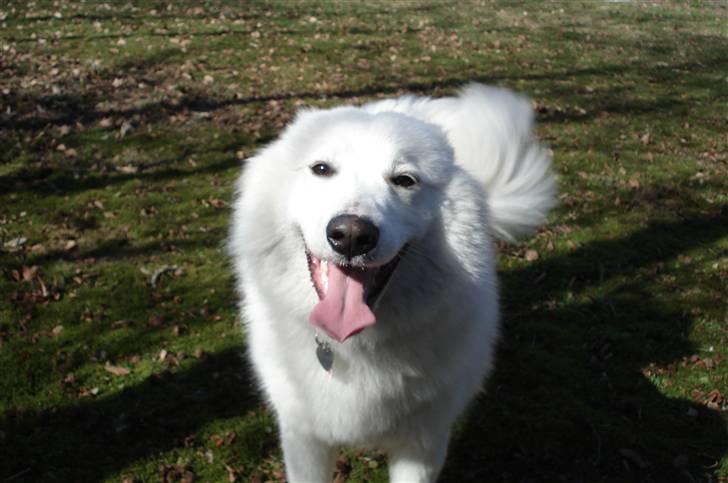 Samojedhund Tøzen - 2. April 2010 billede 5