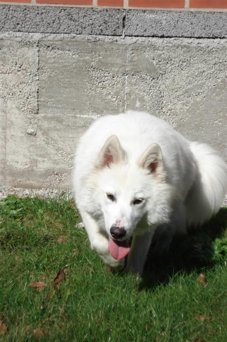 Samojedhund Tøzen - Ninja-ræv! :D 2. April 2010 billede 6